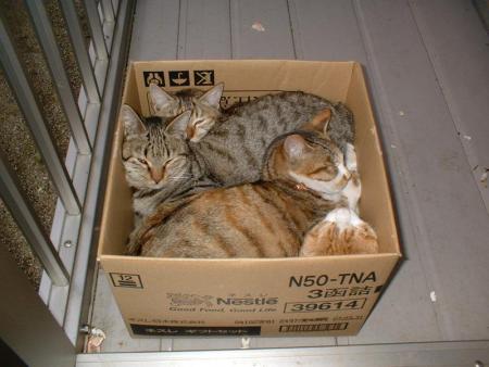 Mes chats son arrivés !