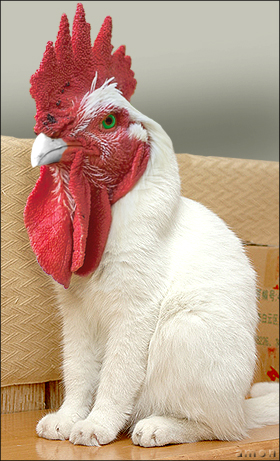 CHAT-COQ