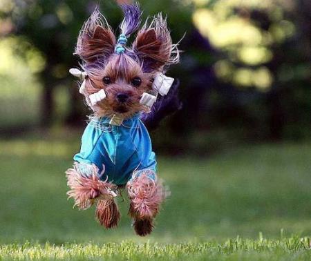 Un chien..